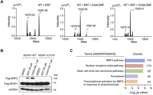 //www.huanglab.org.cn/wordpress/wp-content/uploads/2024/02/wl_f2-1024x638.png